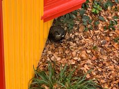 -三鹰之森吉卜力美术馆