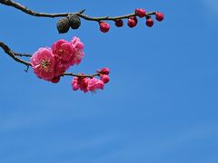 -无锡梅园公园