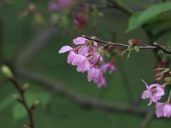 -天适樱花悠乐园