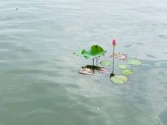 -济南大明湖景区