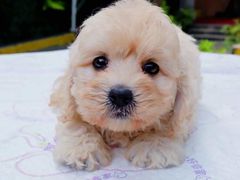 -翊宠yipet猫狗购宠庄园犬舍•猫舍