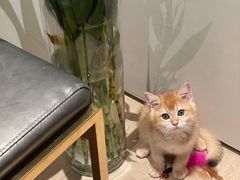 -lincat·猫舍(广州店)