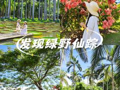 -西双版纳原始森林公园