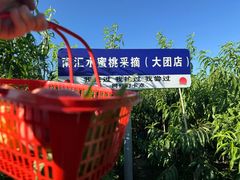 -南汇水蜜桃采摘(大团店)