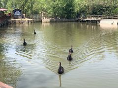 -溱湖国家湿地公园