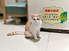 -藏猫猫咖啡主题馆(中央大道店)