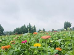 -中国香山·寿香谷