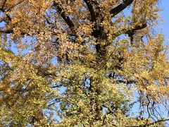 -千年银杏谷文化旅游区