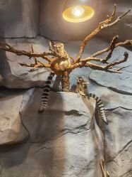 -Zoolung Zoolung动物主题公园(海信广场店)