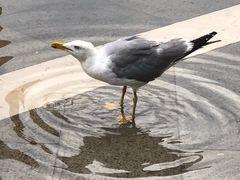 -大运河