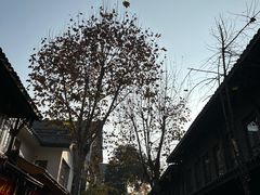 -星巴克臻选(成都宽窄巷子店)