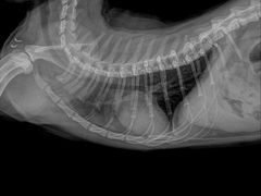 -拜鲁耶动物诊疗中心·宠家动物医院