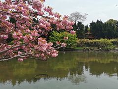 -嘉定紫藤园