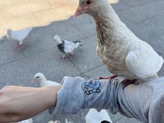 -重元寺香积厨素斋馆