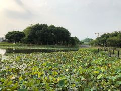 -映月湖公园