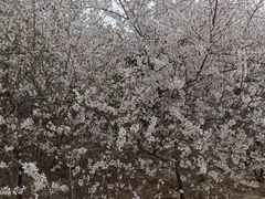 -汉长安城未央宫国家考古遗址公园