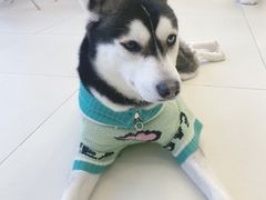 -怪兽屋·羊驼·猫咖·狗咖(俊华广场店)