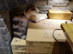 -猫色咖啡·猫咖