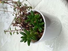 android_upload_pic-燕庭·纯燕窝·甜品下午茶(南京西路店)