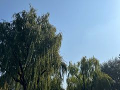 -秋霞圃
