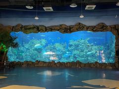 -芜湖新华联大白鲸海洋公园