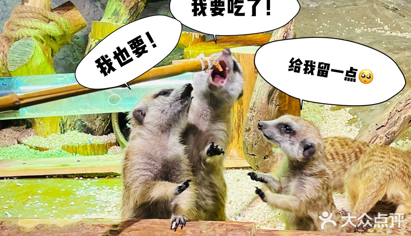 小草探店の沉浸式撸宠体验