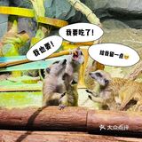 小草探店の沉浸式撸宠体验