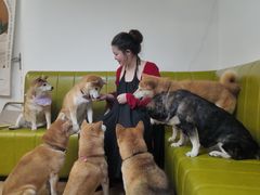 -是阿柴呀！柴犬咖啡·爱喵喵猫咖
