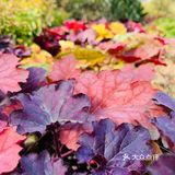 天很蓝，云很白，水很清，你很棒！