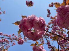 -高东镇樱花园