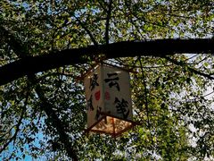 -十亩森林