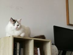 -达爱动物医院·犬猫分区·CT·复杂眼科(远洋山水分院)