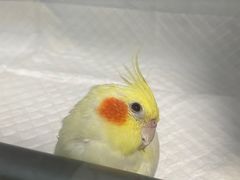 -菲尔斯特宠物医院