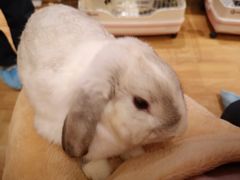 -猫猫幼稚园·撸猫·桌游·电玩