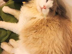 -飞行喵MR PILOT|猫舍·猫咖(静安大融城店)
