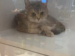 -三花喵·撸猫购宠·宠物生活馆(虹桥南丰城店)