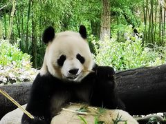 -都江堰中华大熊猫苑