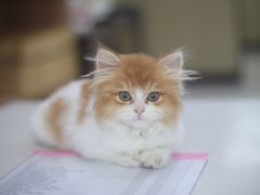 -瑞鹏宠物医院犬猫全科(真大分院)