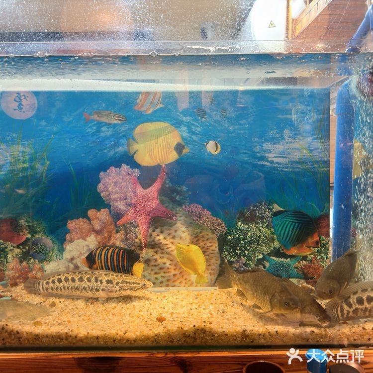 深圳|这家店的猪骨拉面和烤鱼小朋友超爱吃的