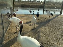 -盐城丹顶鹤湿地生态旅游区