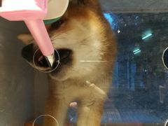 -柴犬高等学院·狗咖·柴犬售卖·宠物训练