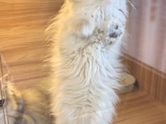 -猫十亿·布偶金渐层·曼基康矮脚猫舍(青年路店)