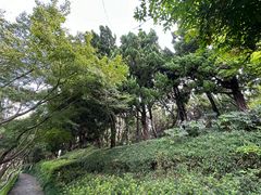 -嘉定紫藤园