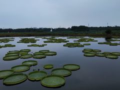 -荷塘月色湿地公园·向阳花洲