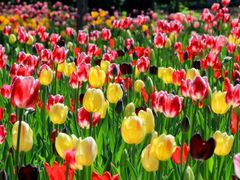 -上和臻品中国菜(花园街店)