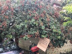 -从化深英荔枝黄皮龙眼采摘园