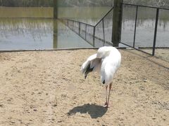 -盐城丹顶鹤湿地生态旅游区