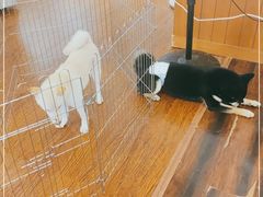 -豆柴町-柴犬主题狗咖(红鼎国际C座店)