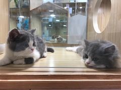 -屋虎猫馆(宝安大仟里店)