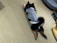 -逗柴咖啡屋·狗咖猫咖宠物桌游